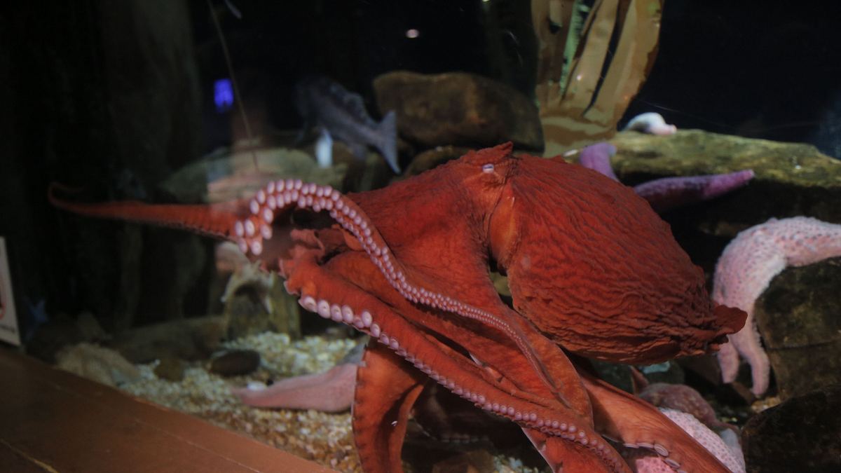 das atlanta-aquarium