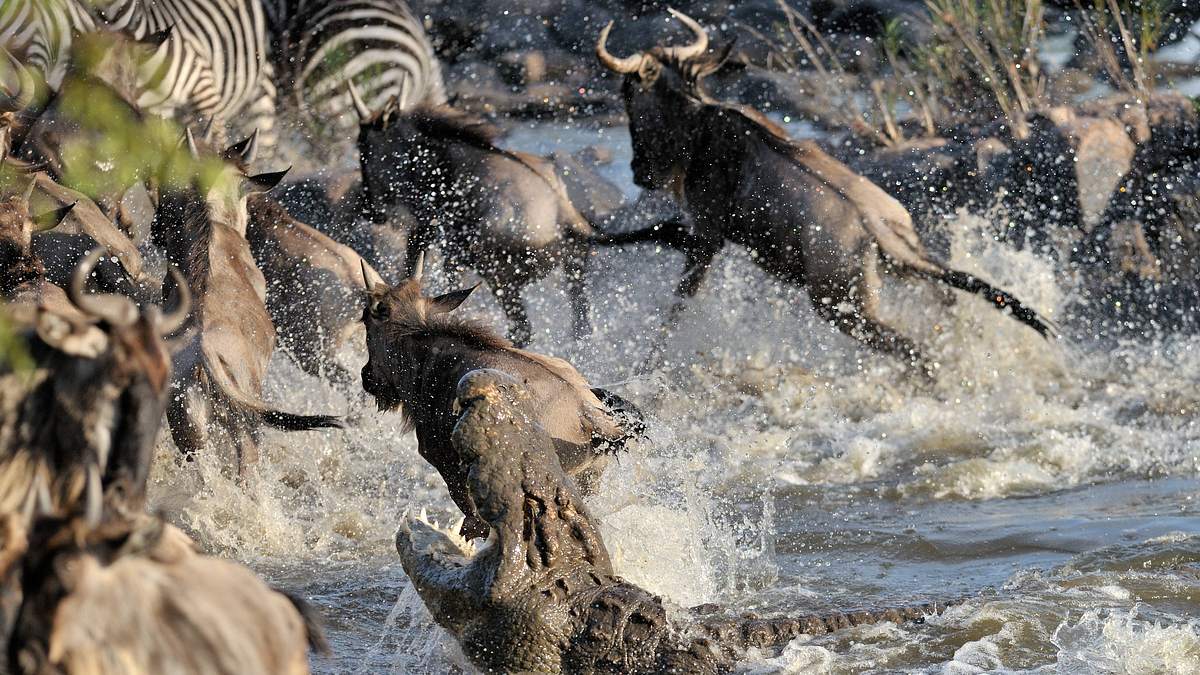 afrikas tödlichste jäger
