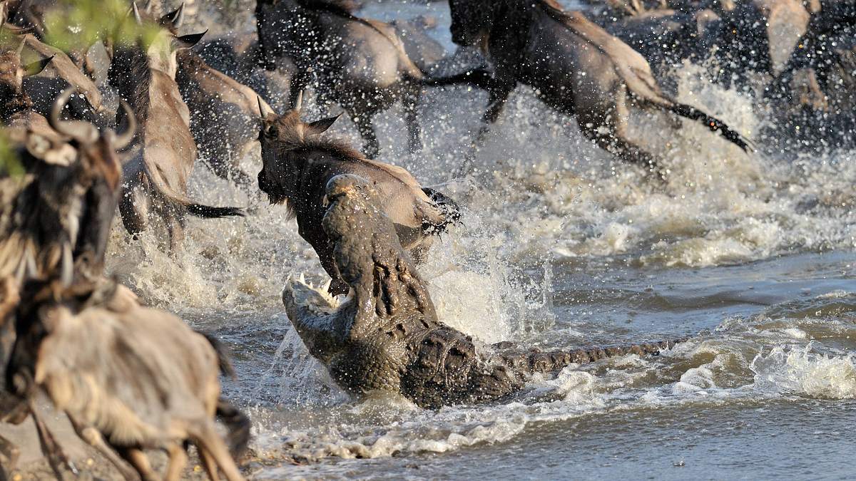 afrikas tödlichste jäger