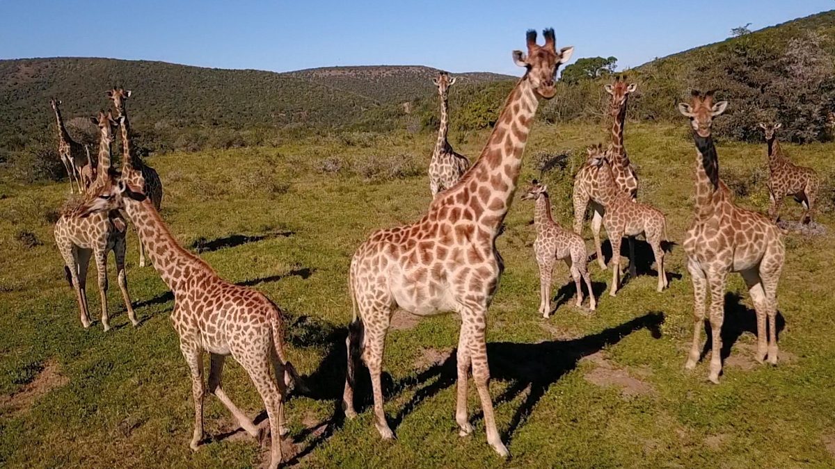 team wildlife südafrika