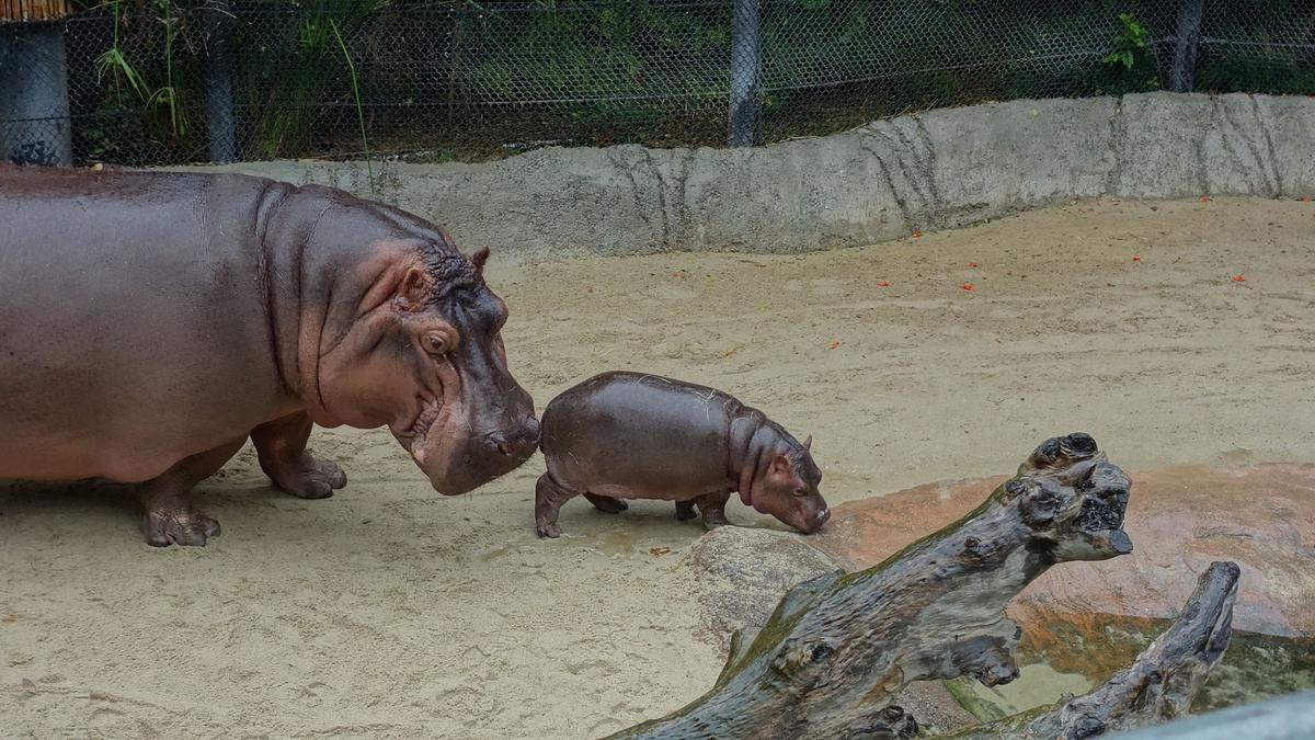 san diego zoo