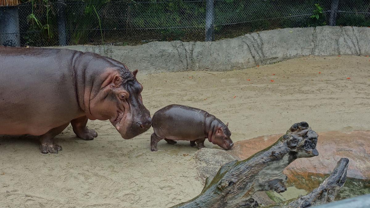 San Diego Zoo san diego zoo