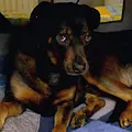Der Hundeprofi - Rütters Team Thumbnail