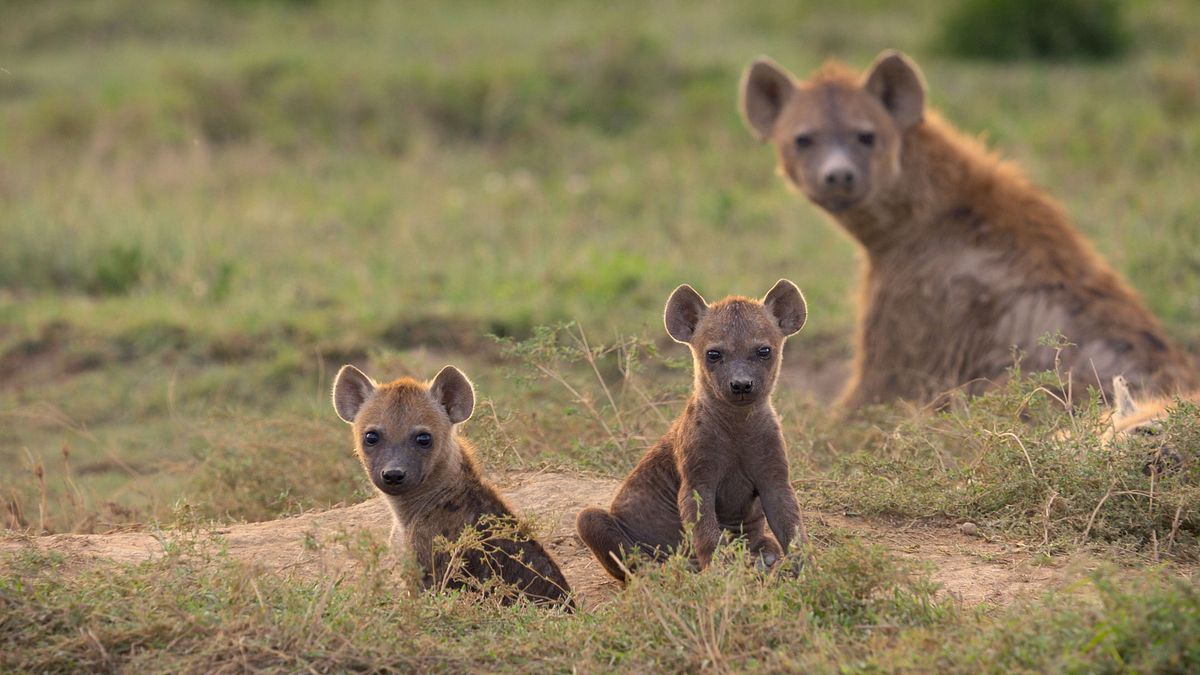 afrikas ikonen der tierwelt