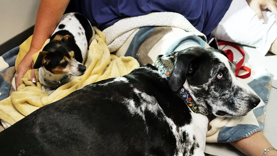 Die Tierärzte von Houston die tierärzte von houston