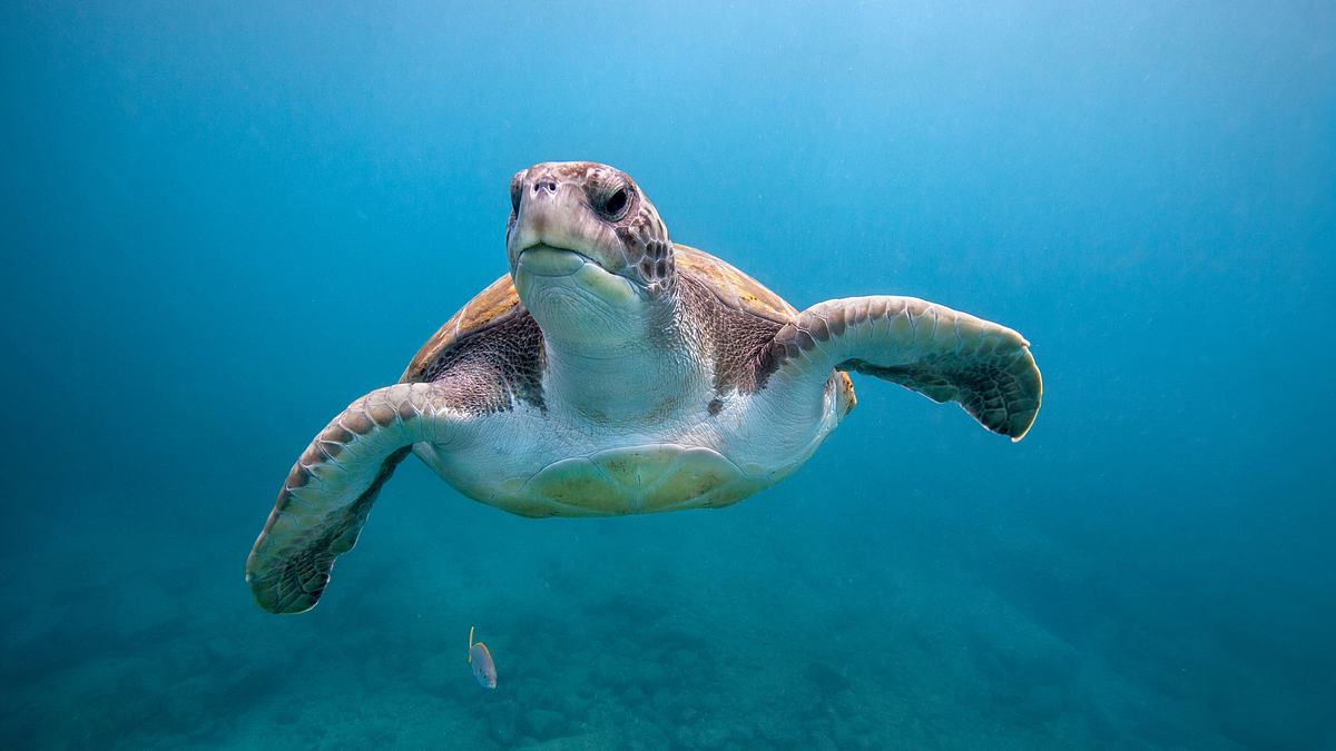 die superkräfte der tiere