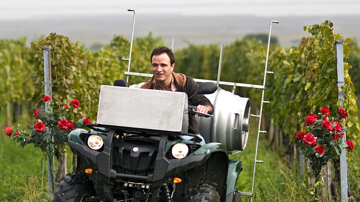 der winzerkönig