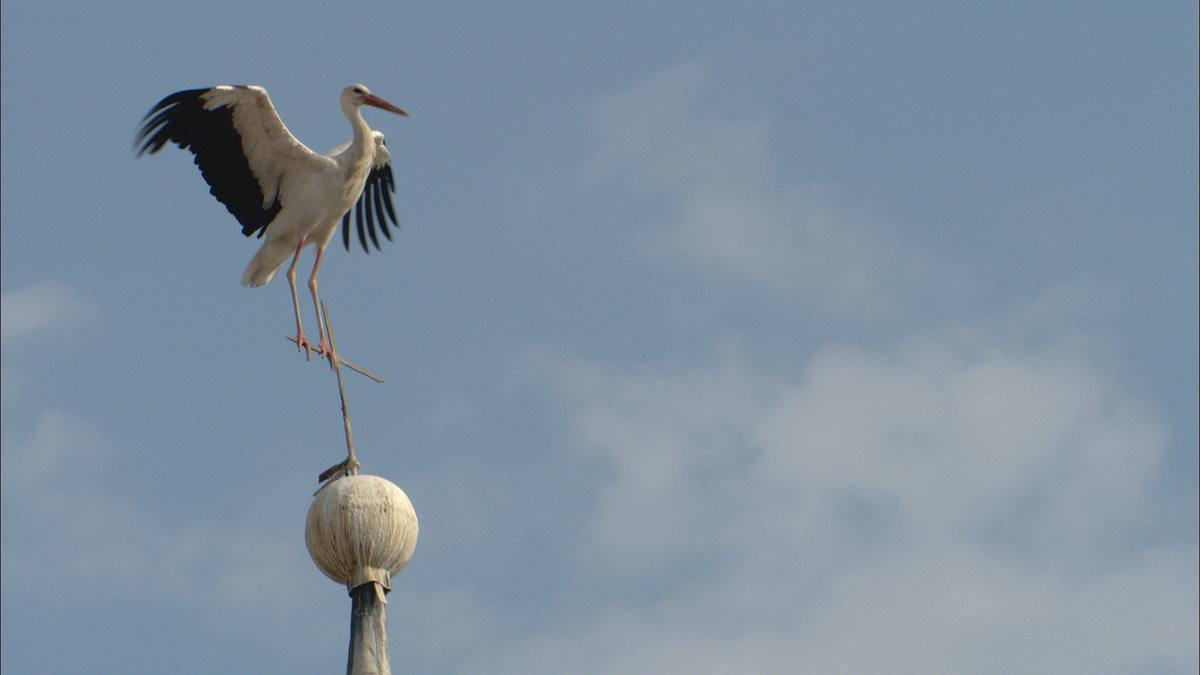 welt der tiere