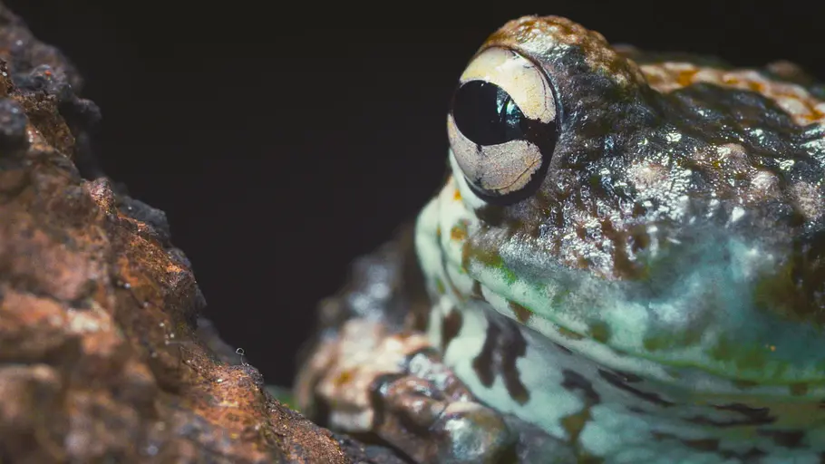 Die verrückte Welt der Amphibien die verrückte welt der amphibien