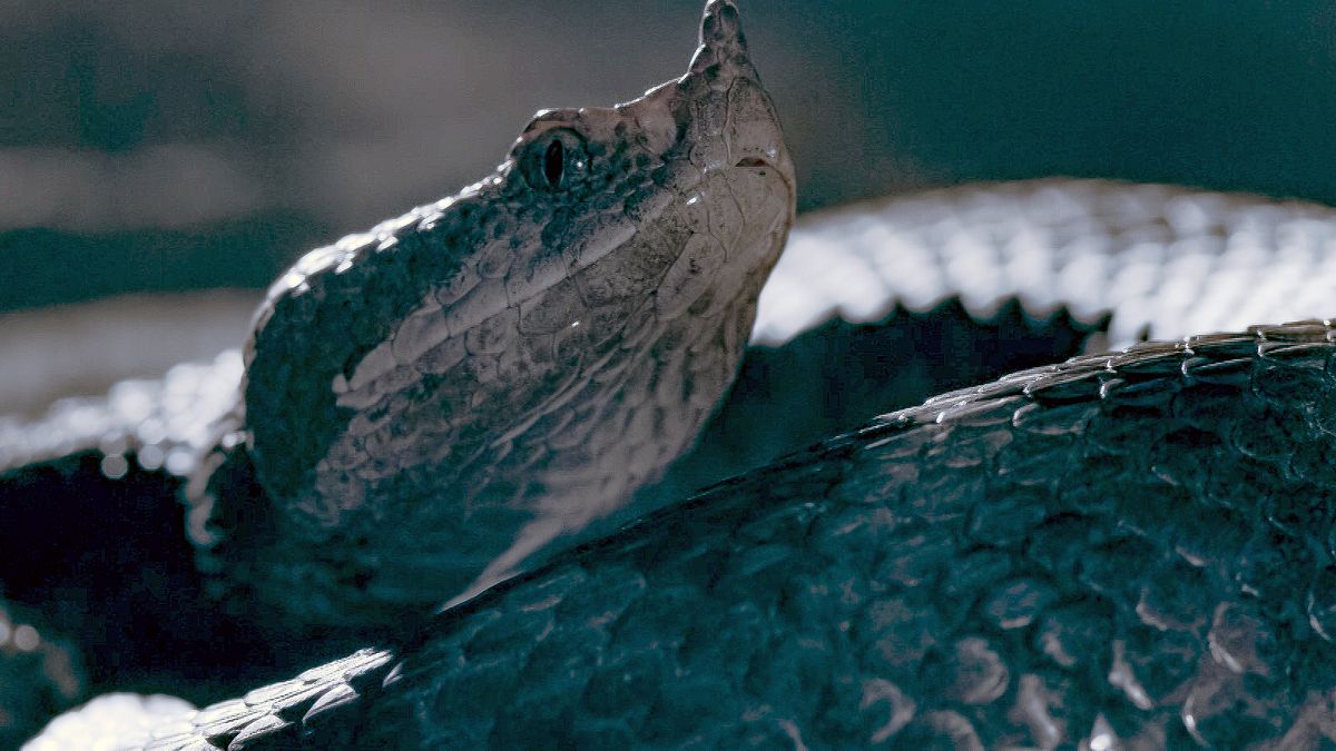 die sprache der tiere
