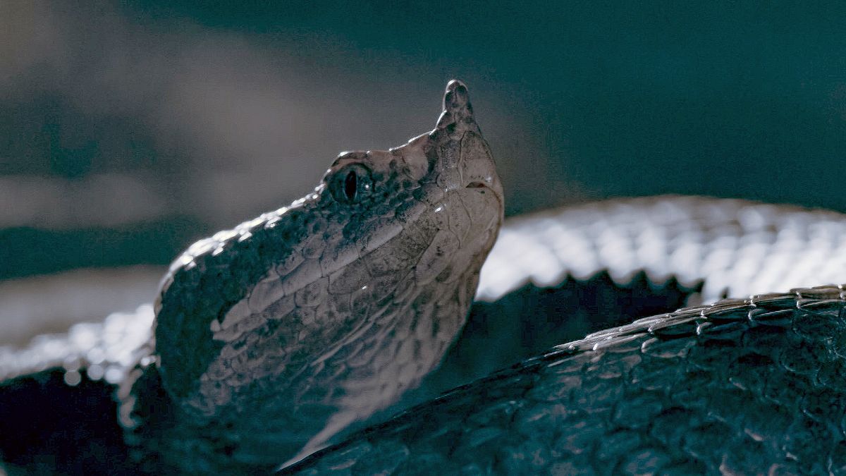 die sprache der tiere
