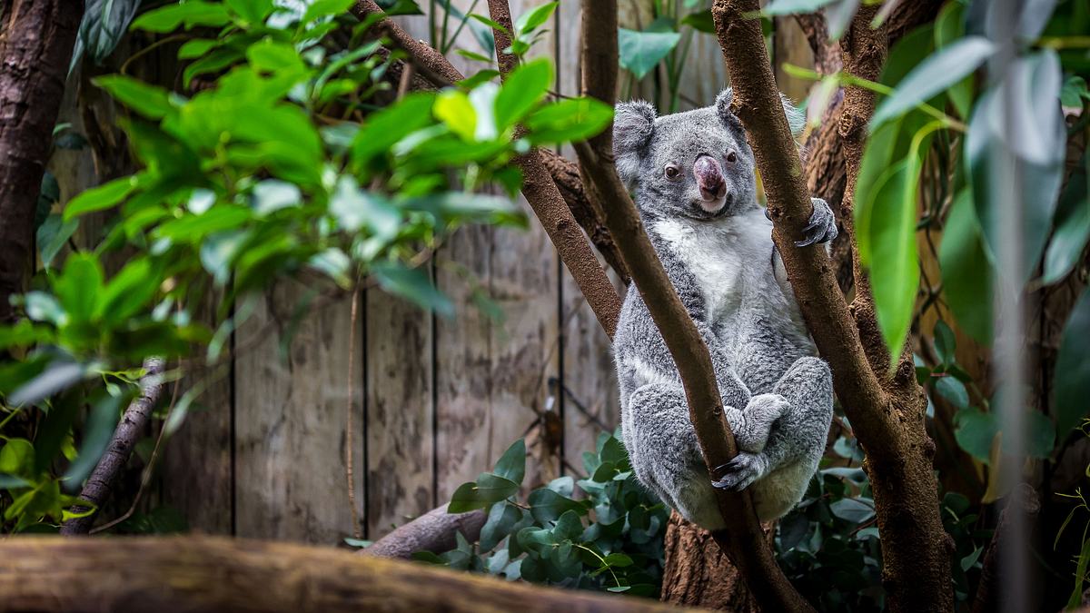san diego zoo