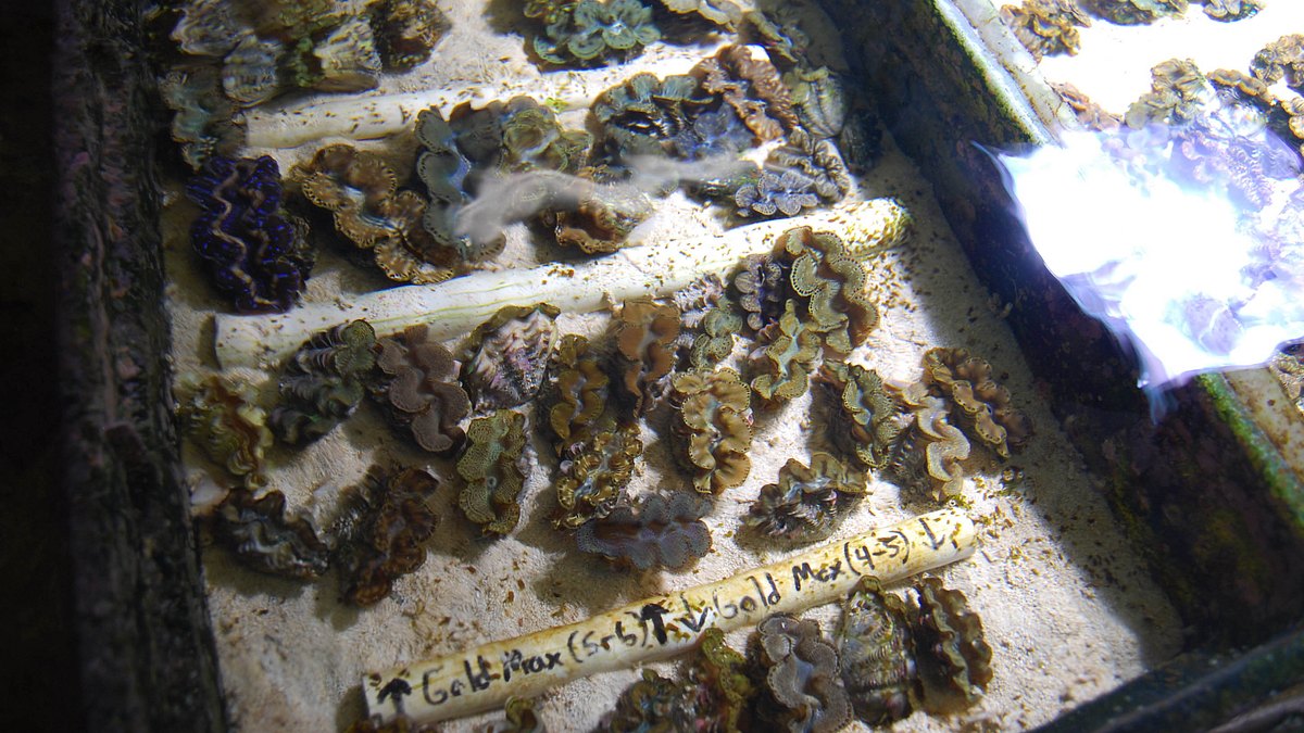 fish tank kings - gigantische wasserwelten