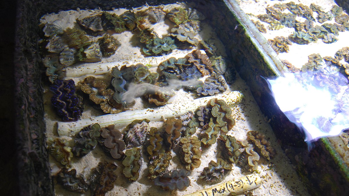 fish tank kings - gigantische wasserwelten