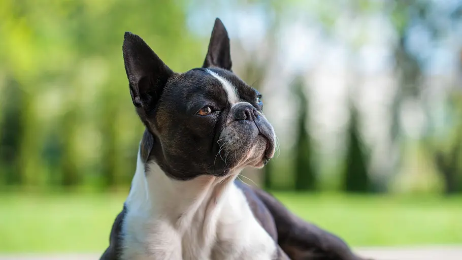 Cesar Millan: Guter Mensch, guter Hund cesar millan: guter mensch, guter hund