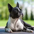 Cesar Millan: Guter Mensch, guter Hund Thumbnail