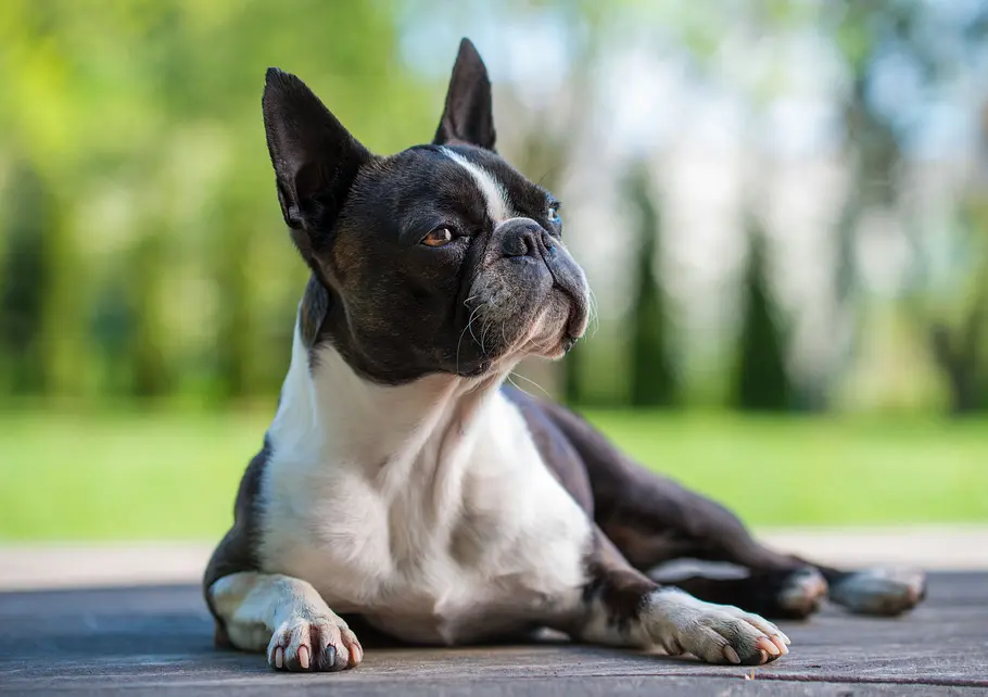 Cesar Millan: Guter Mensch, guter Hund cesar millan: guter mensch, guter hund
