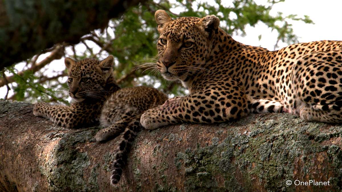 tierbabys in afrika