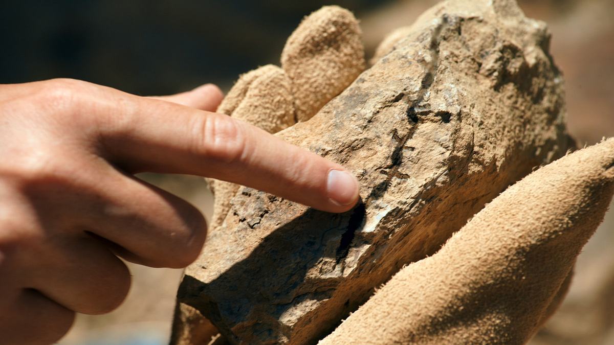 geheimnisse der jurassic-saurier