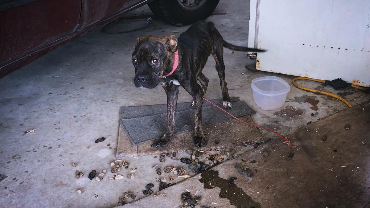 pitbulls auf bewährung