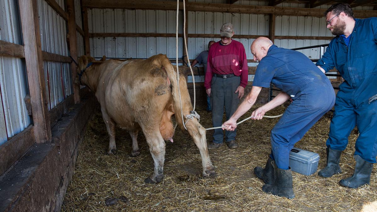der unglaubliche dr. pol