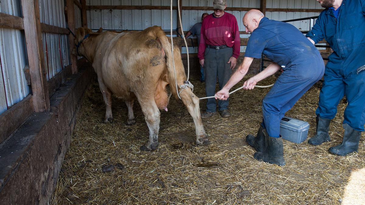 der unglaubliche dr. pol