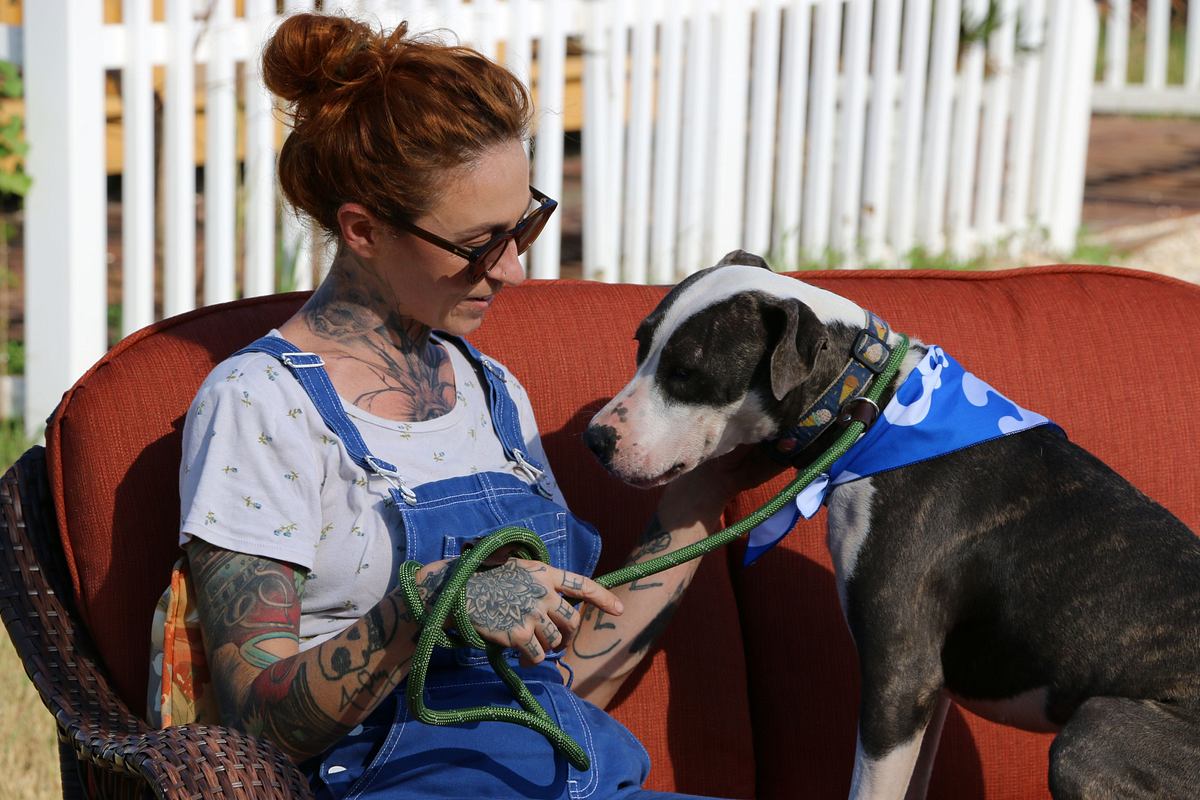 pitbulls auf bewährung