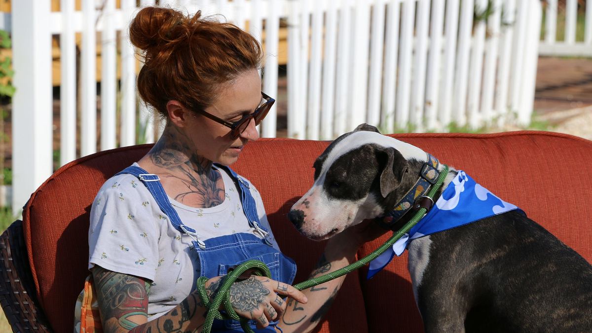 pitbulls auf bewährung