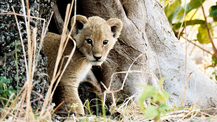 katavi nationalpark tansania