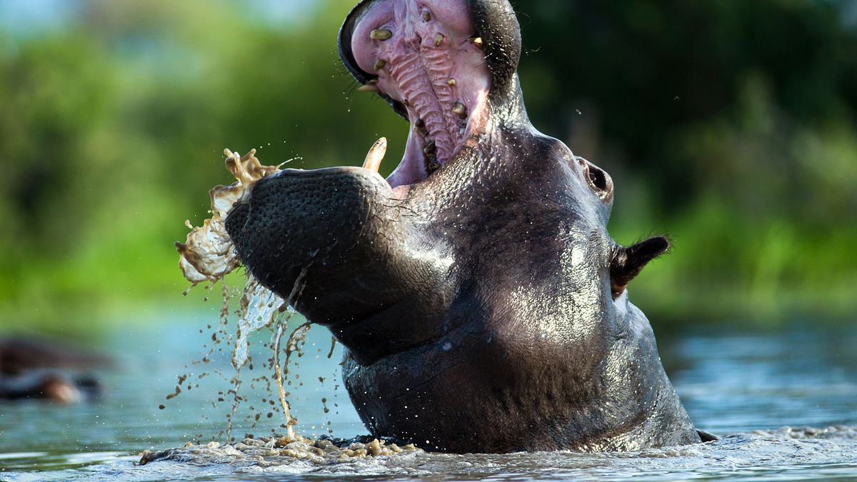 okawango - fluss der träume