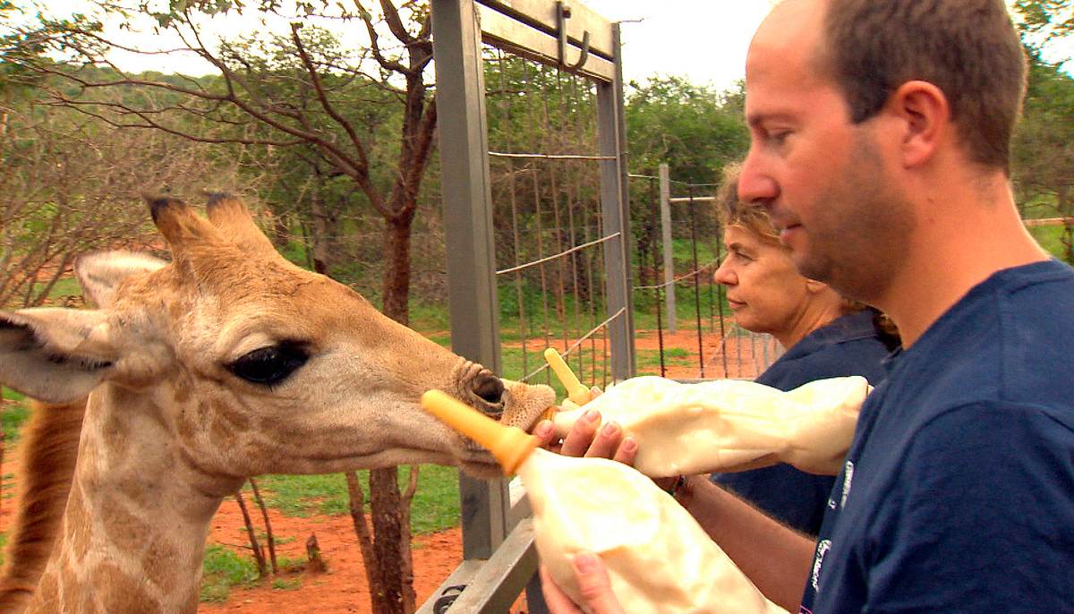 Das Waisenhaus für wilde Tiere - Abenteuer Afrika das waisenhaus für wilde tiere - abenteuer afrika