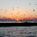 3satThementag: Leben am Fluss / Universum Thumbnail