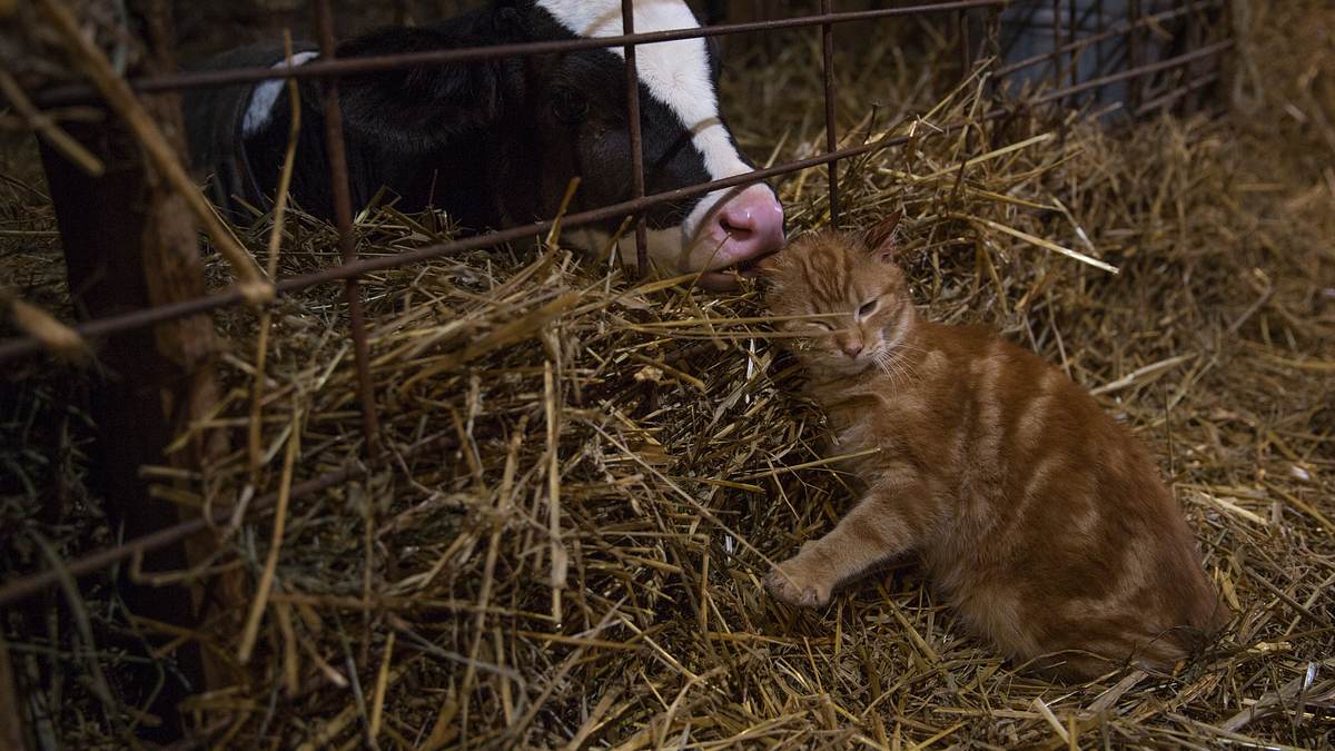 der unglaubliche dr. pol
