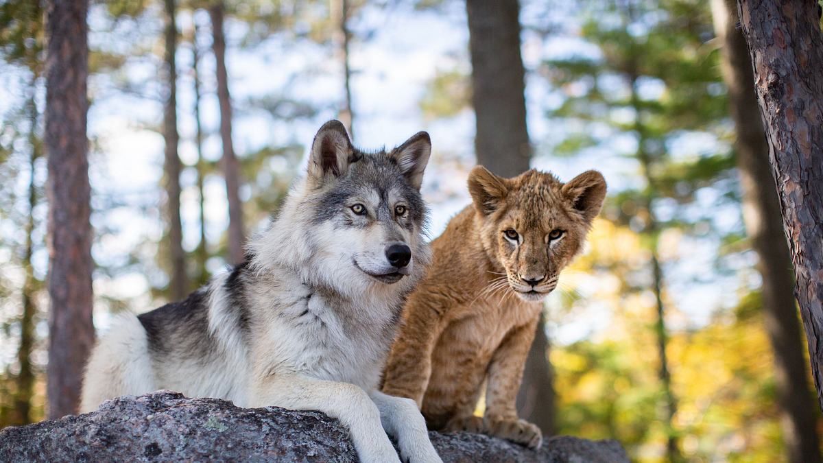 der wolf und der löwe
