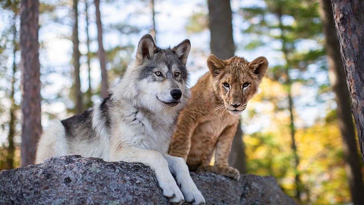 der wolf und der löwe