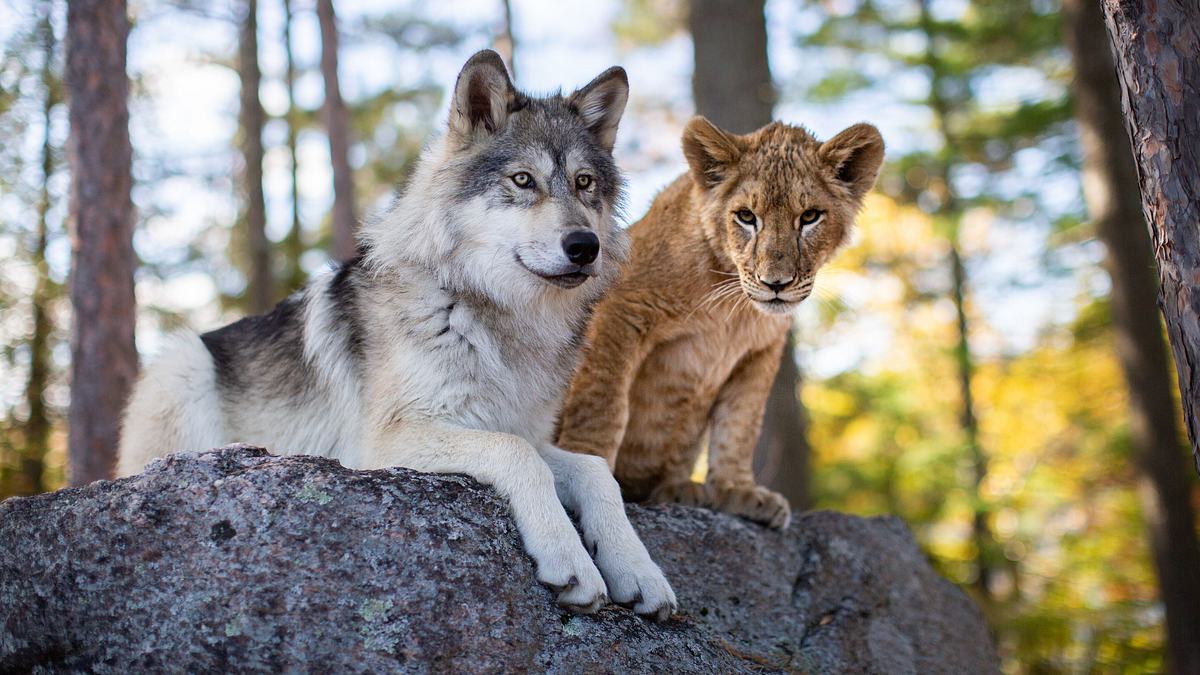 der wolf und der löwe