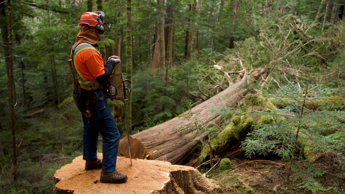 the last woodsmen - holzfäller am limit