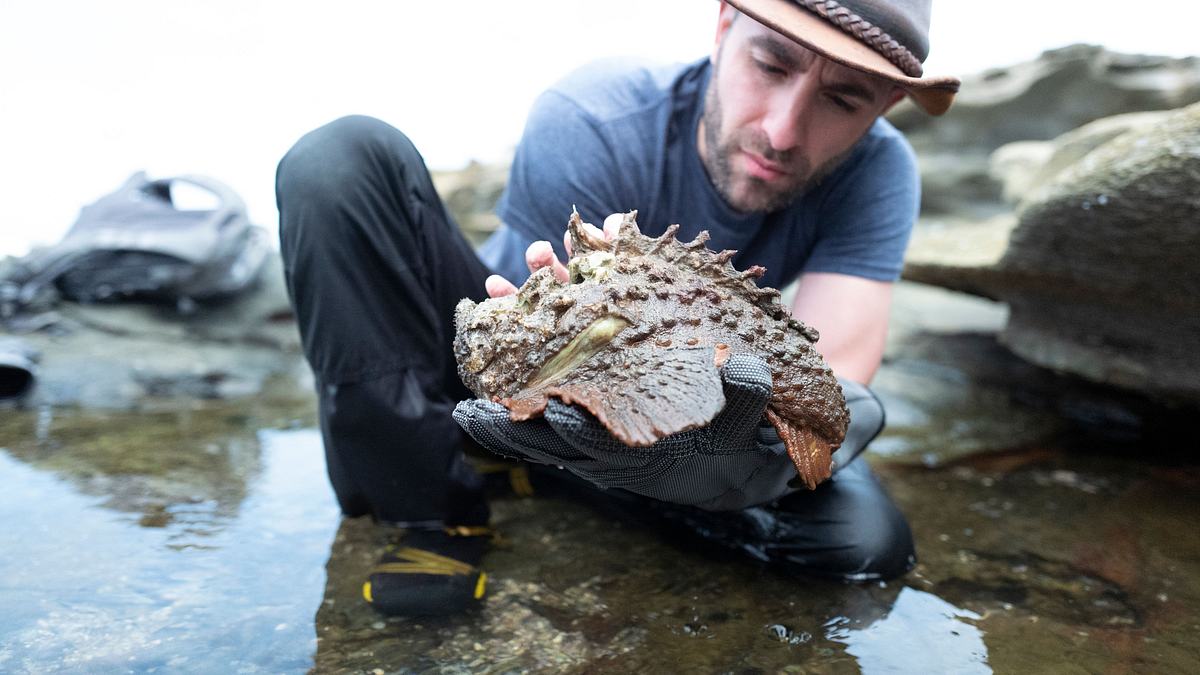 faszinierende tierwelt mit coyote peterson