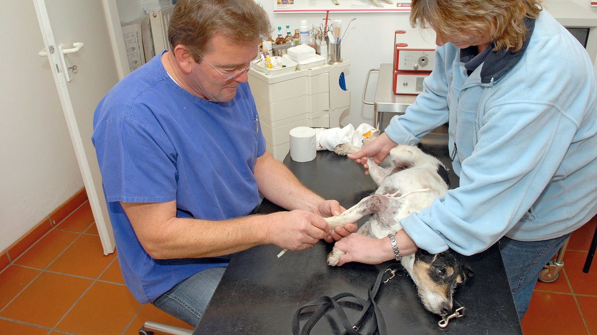 tierarzt dr. dreesen
