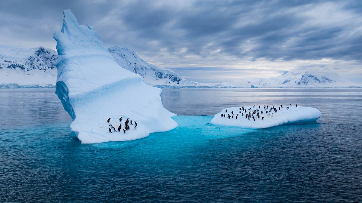die geheimnisvolle welt der pinguine