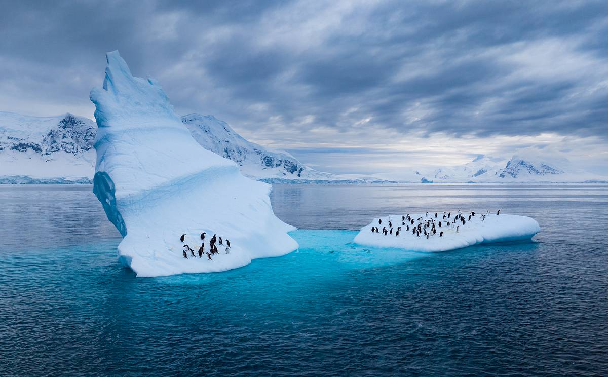 Die geheimnisvolle Welt der Pinguine die geheimnisvolle welt der pinguine