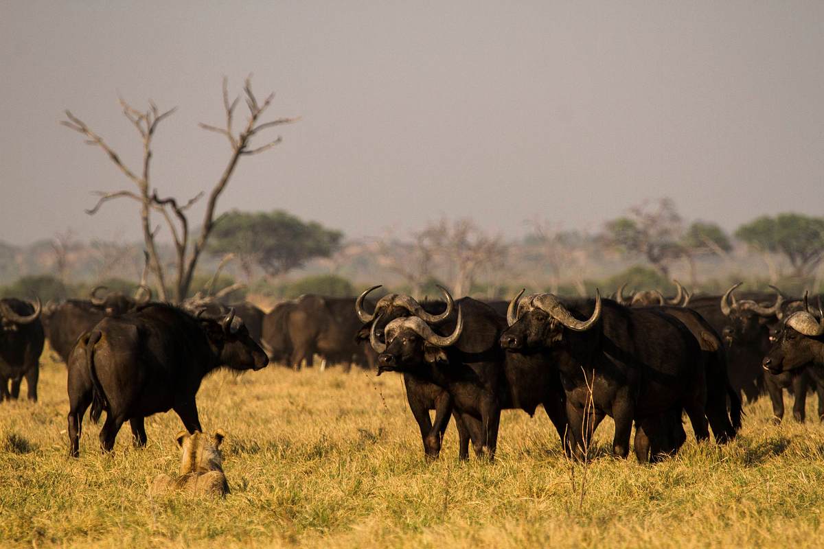 Botswana: Zum Kämpfen geboren botswana: zum kämpfen geboren