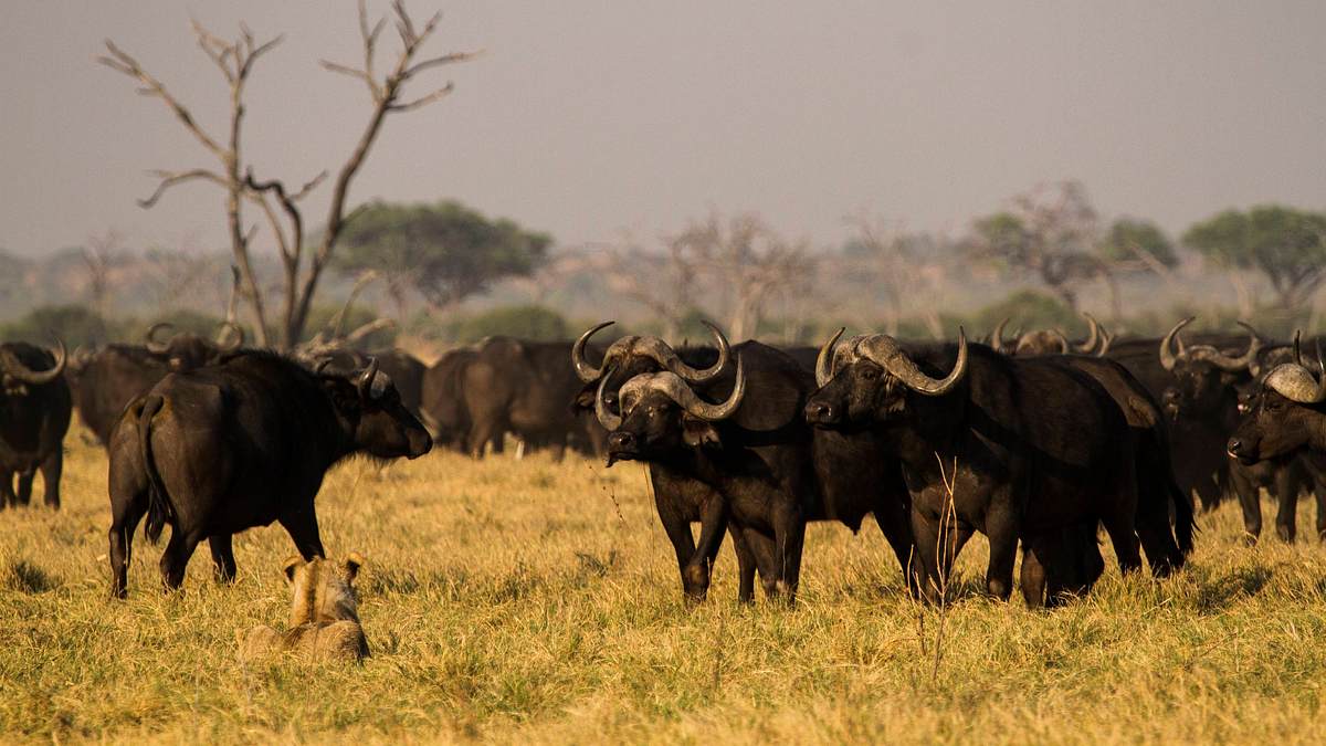botswana: zum kämpfen geboren