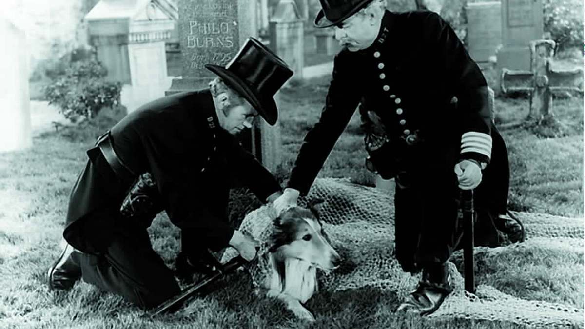 lassie in not