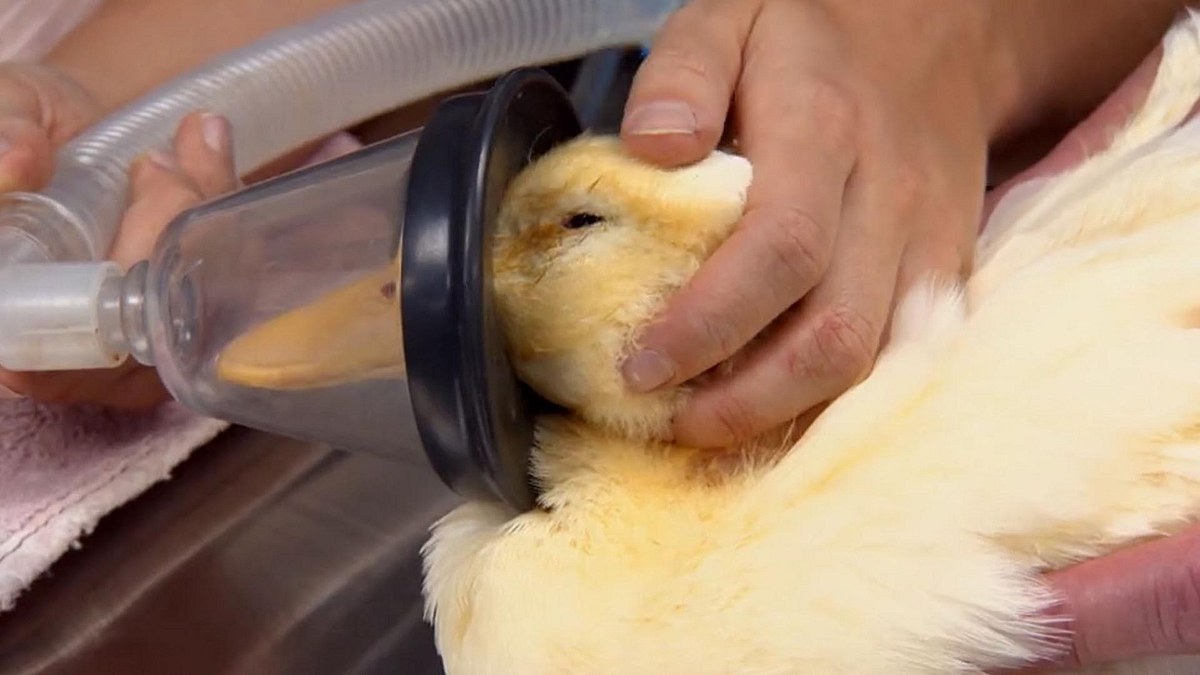 tierarzt dr. jeff