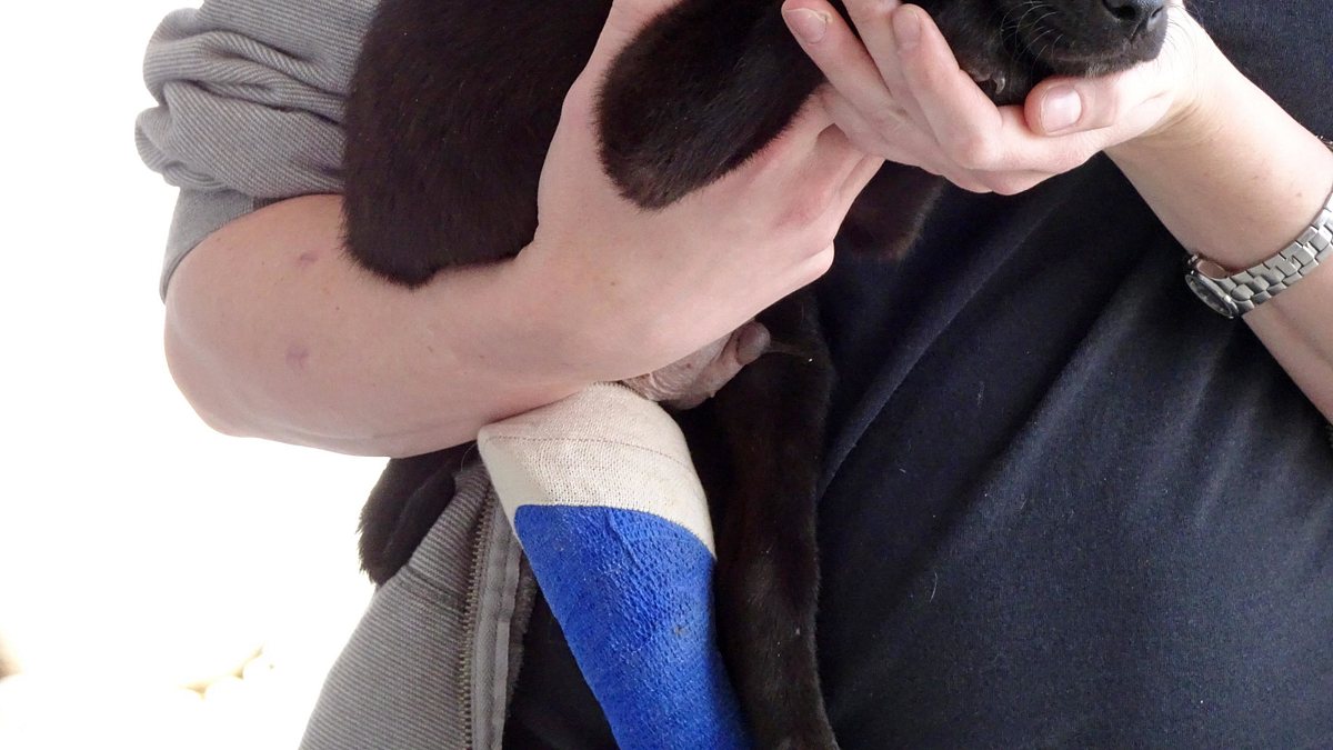 tierarzt dr. jeff