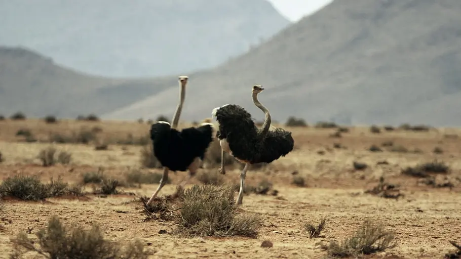Tierische Überflieger tierische überflieger
