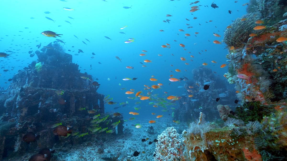 into the blue - indonesiens unterwasserparadiese