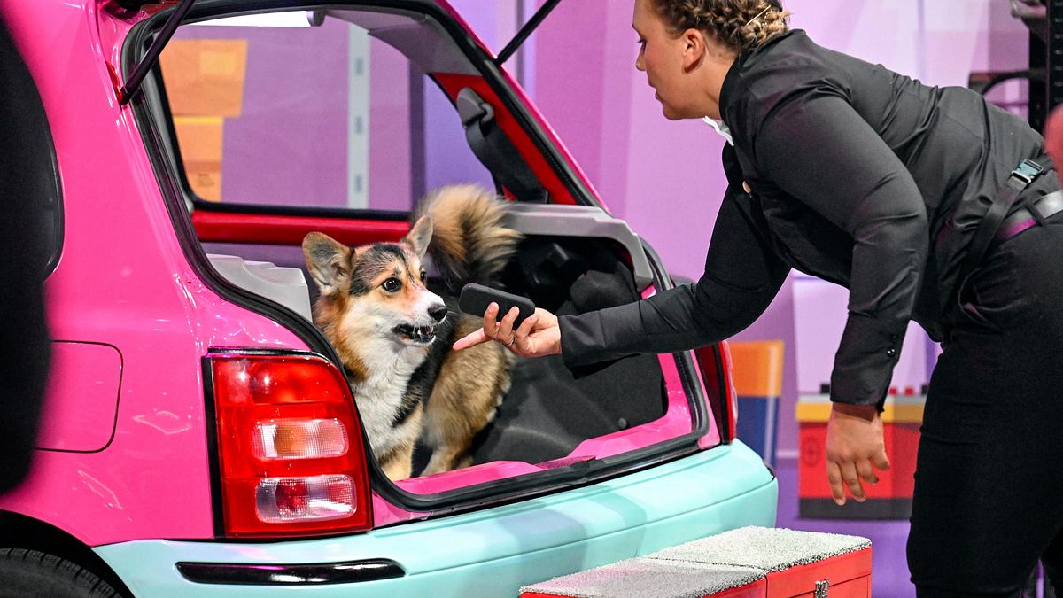 top dog germany - der beste hund deutschlands