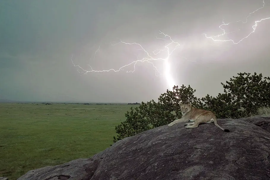 Serengeti - Wilde Geschichten aus der Savanne serengeti - wilde geschichten aus der savanne